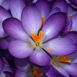 Meet your Posher, Trish